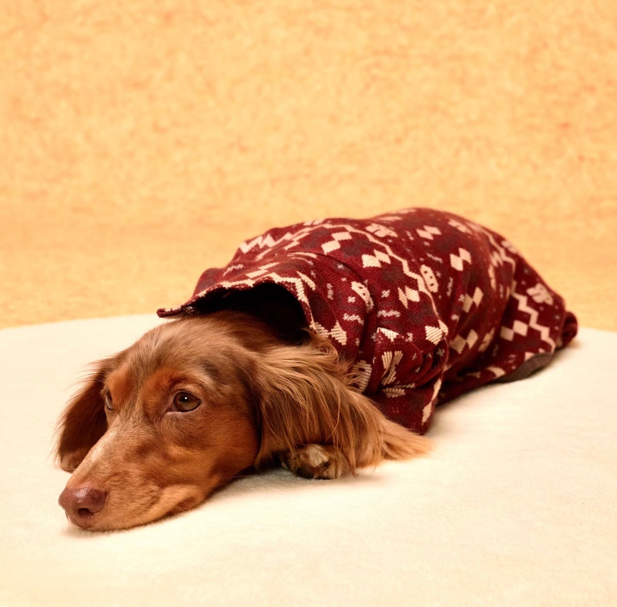 Dachshund resting in the Christmas Red knitted romper
