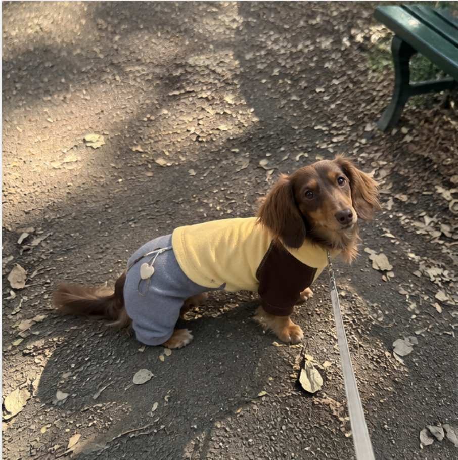 Dachshund outdoors in the Butter / Gray colorblock onesie
