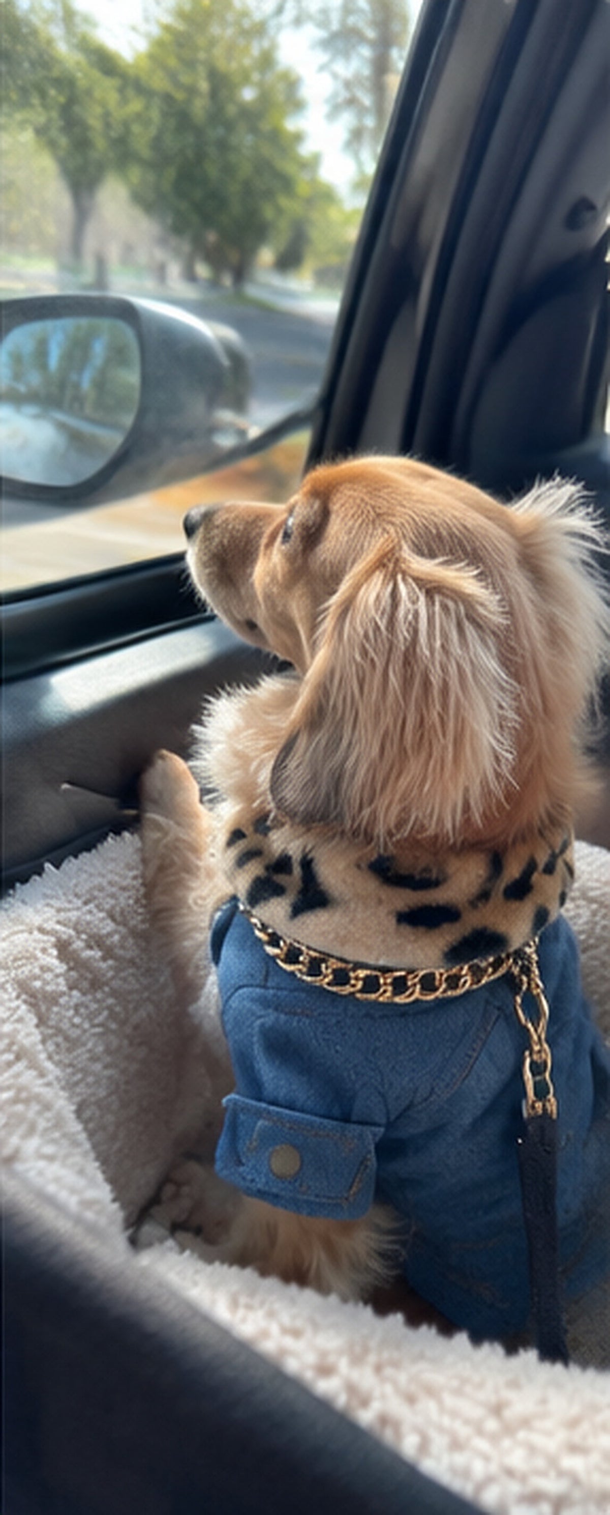 Dachshund riding in a car in the Leopard-Collar denim jacket