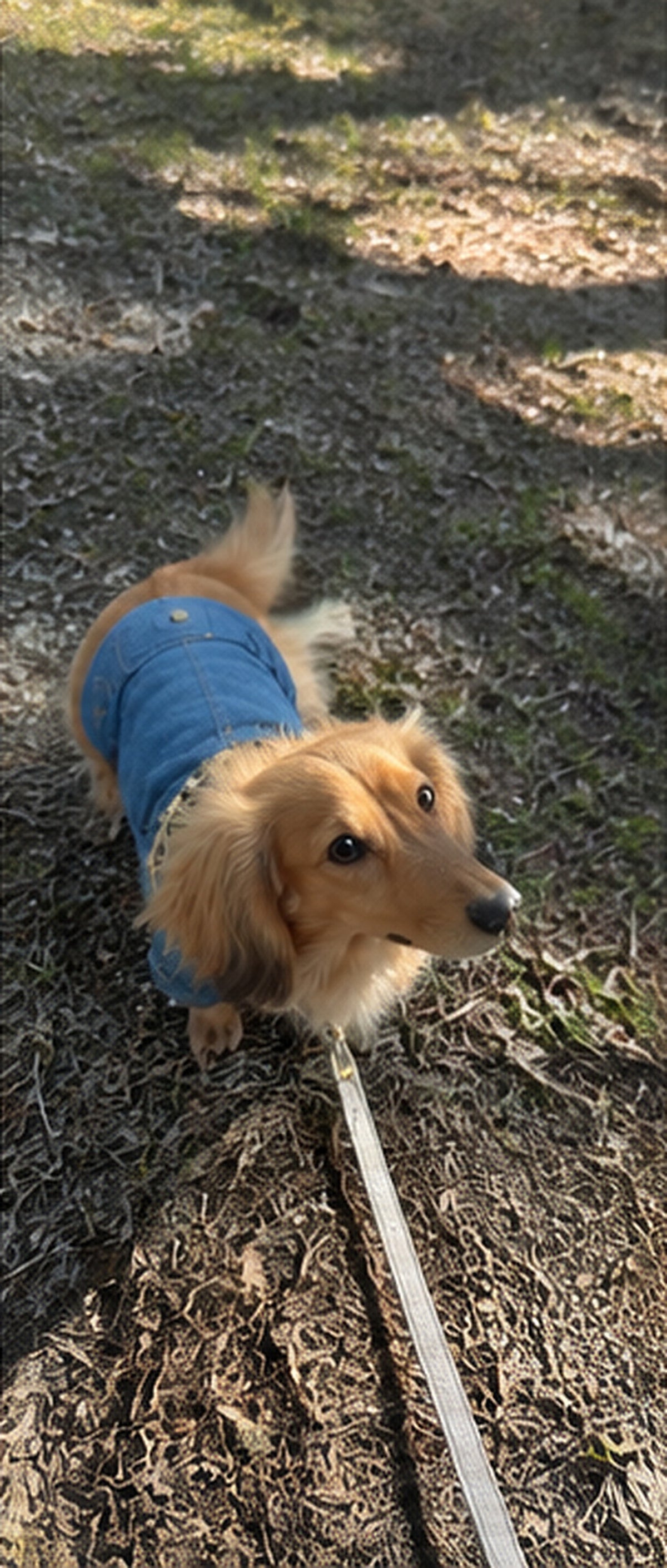 Dachshund on a woodland path in the Leopard-Collar denim jacket