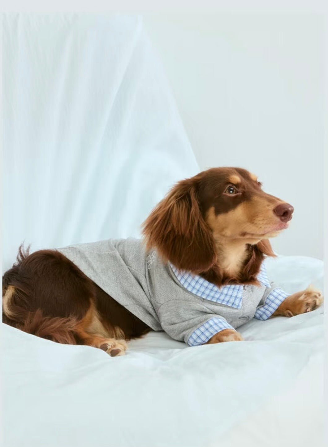 Long-haired dachshund lying down in the gray polo