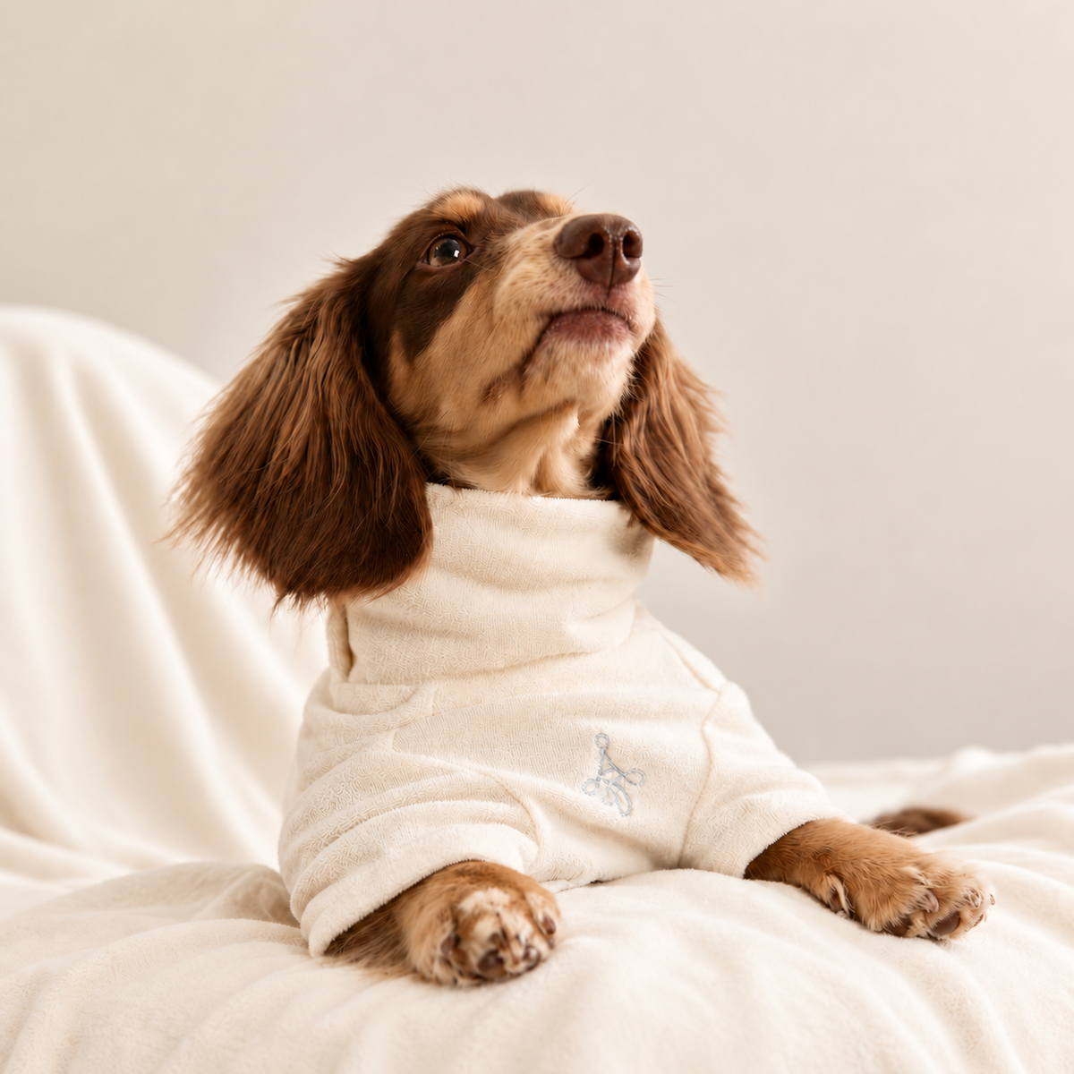 Dachshund in the cream high-neck sweatshirt, resting on a blanket