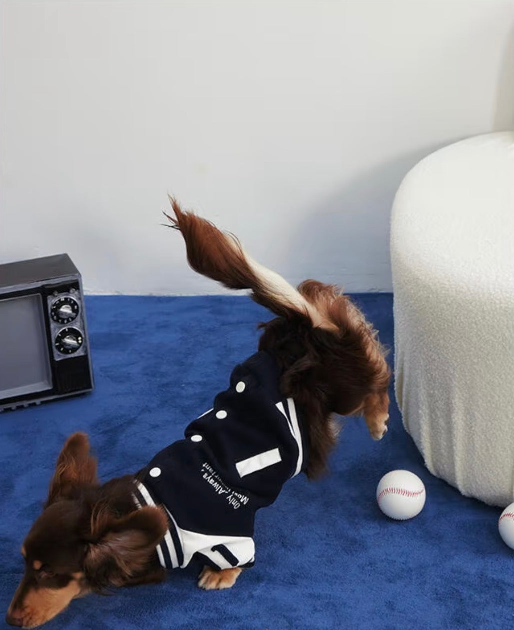 Dachshund playing in the varsity jacket next to a baseball