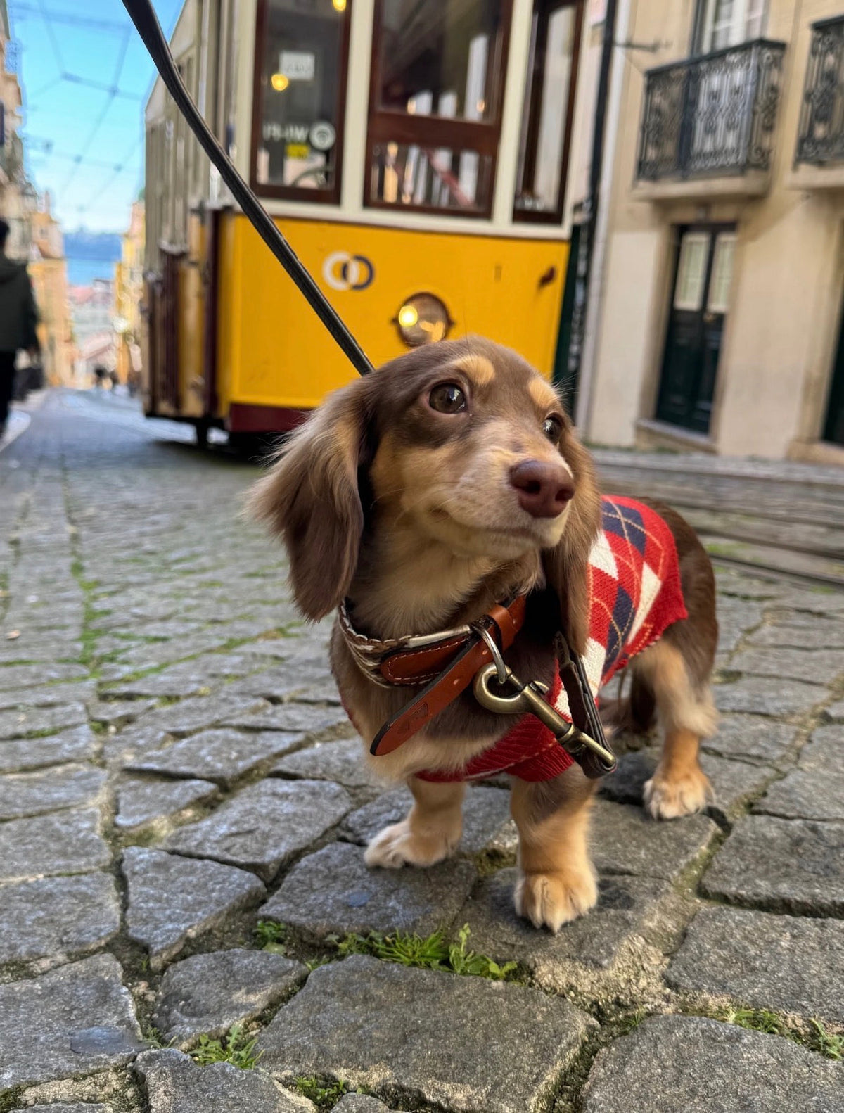 A dachshund in an argyle sweater beside a yellow tram