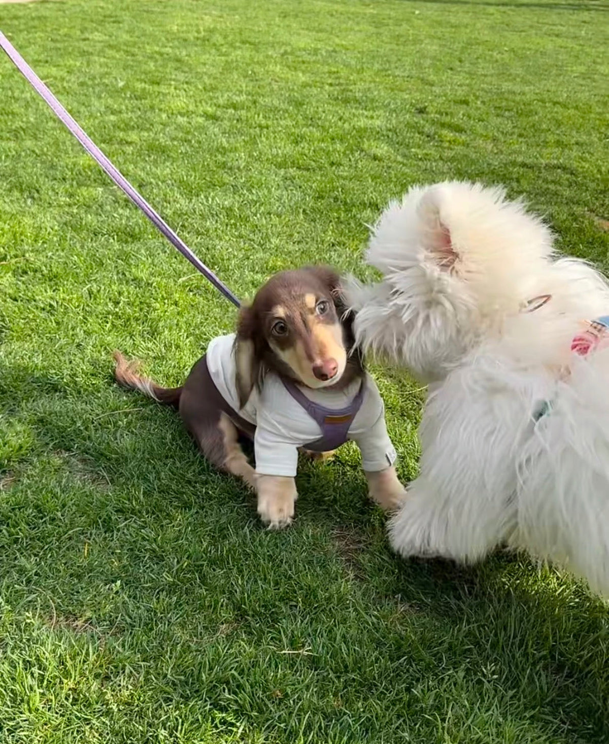 A dachshund and a white dog together on grass