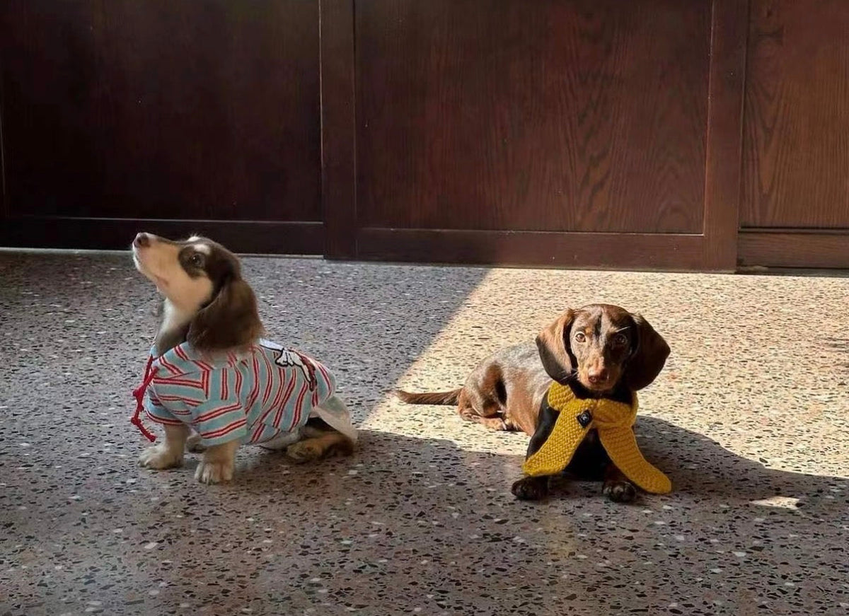 Two dachshunds wearing different coats in the sunshine