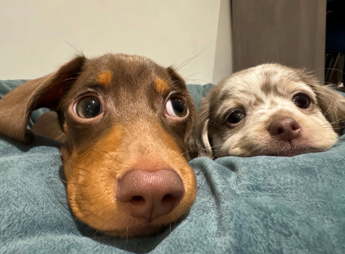 Two puppies resting their heads on a cushion