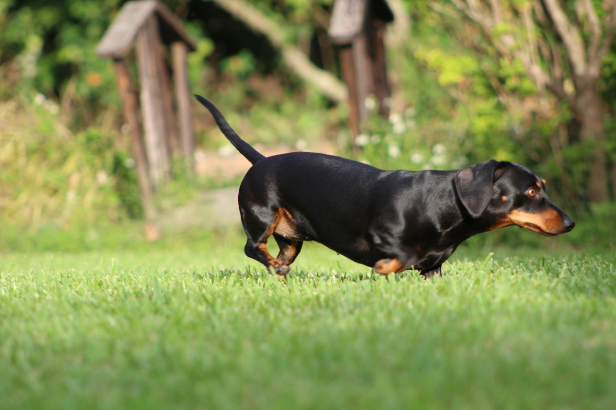 A black and tan dachshund walking across a lawn