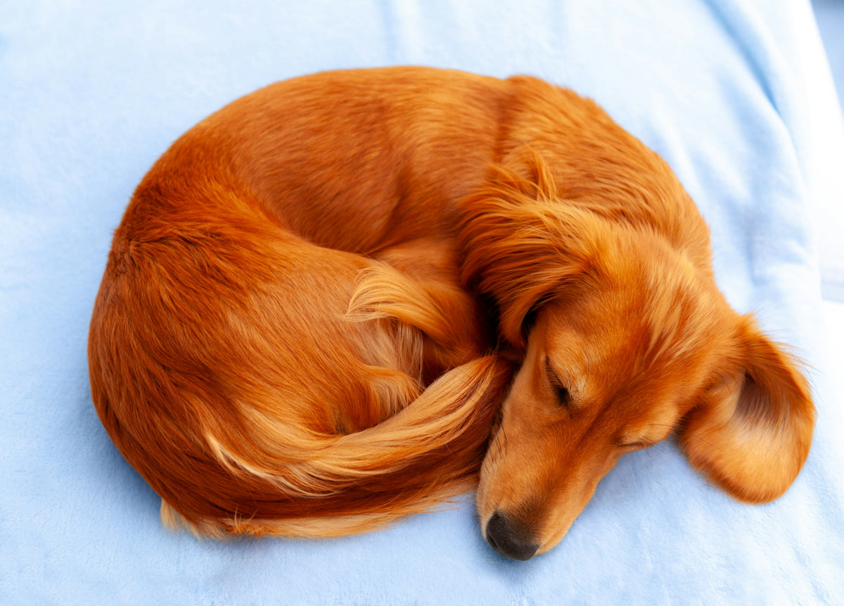 A long-haired red dachshund curled up asleep on a light blue blanket