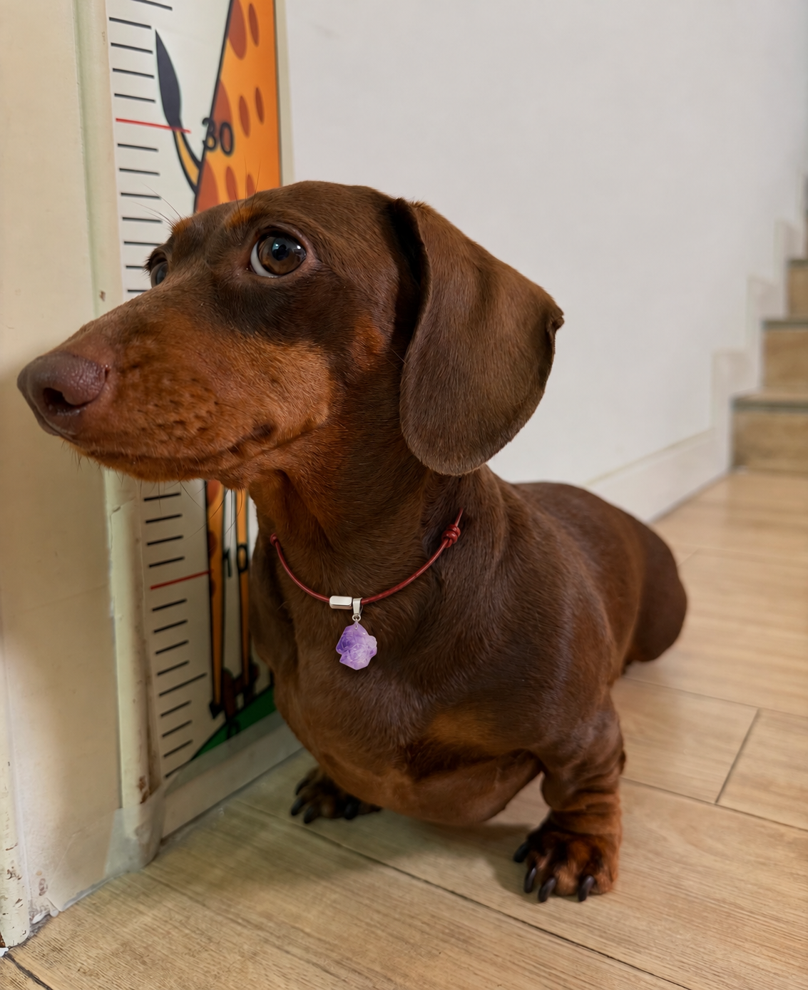 Chocolate dachshund wearing a raw amethyst pendant on a reddish-brown leather cord; digitally composited lifestyle image