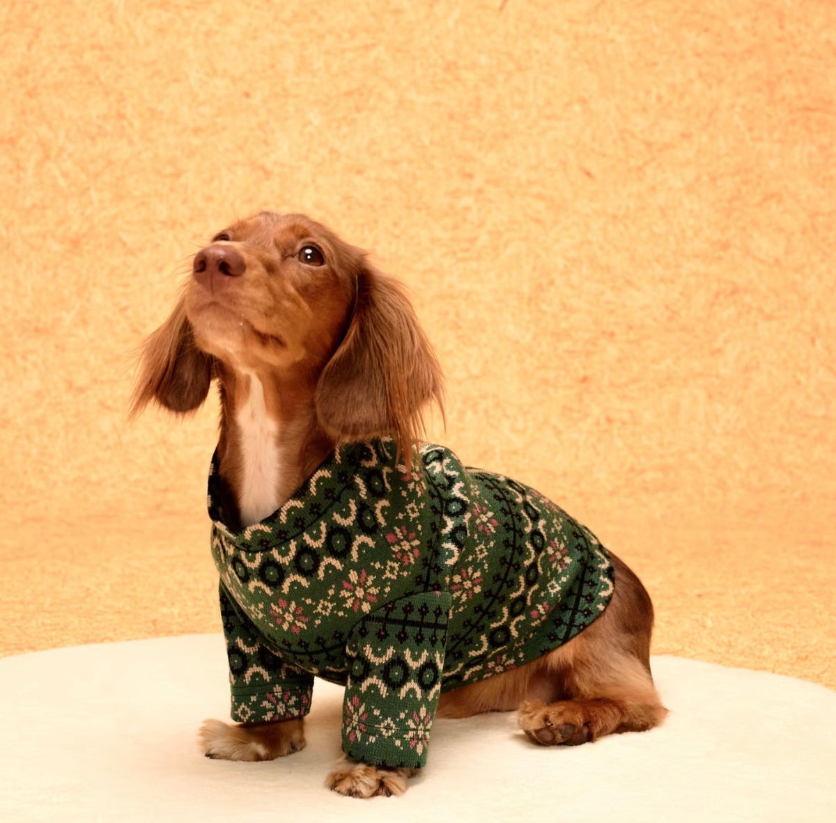 Evergreen zip-back sweater on a seated long-haired dachshund