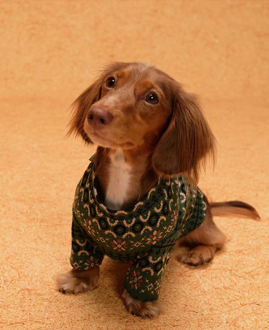 Dachshund portrait wearing the Evergreen festive knit