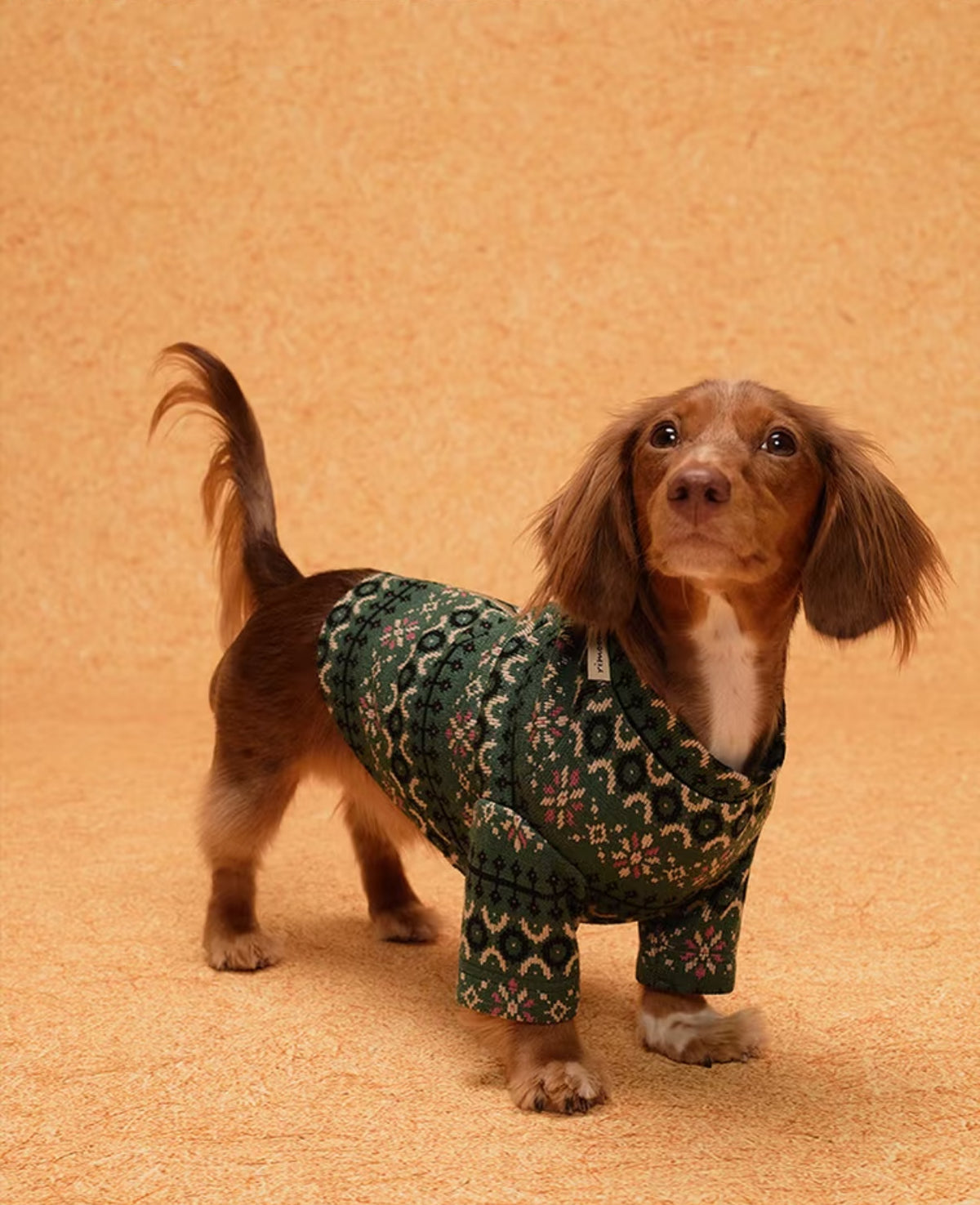 Dachshund standing in the Evergreen cropped sweater