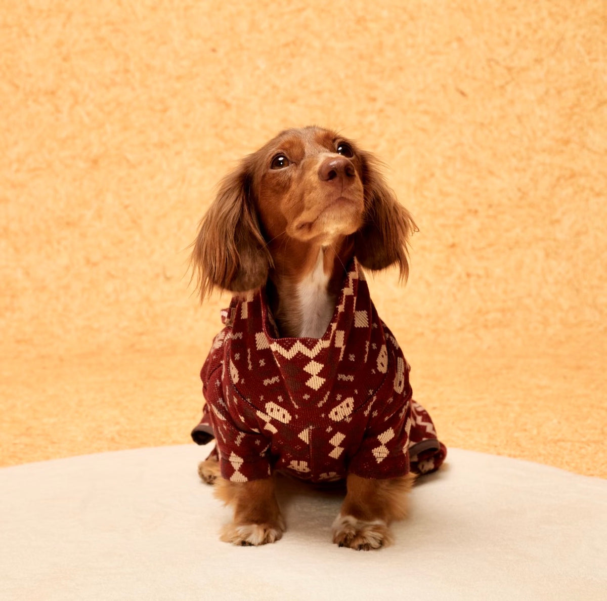 Christmas Red four-leg romper on a seated long-haired dachshund