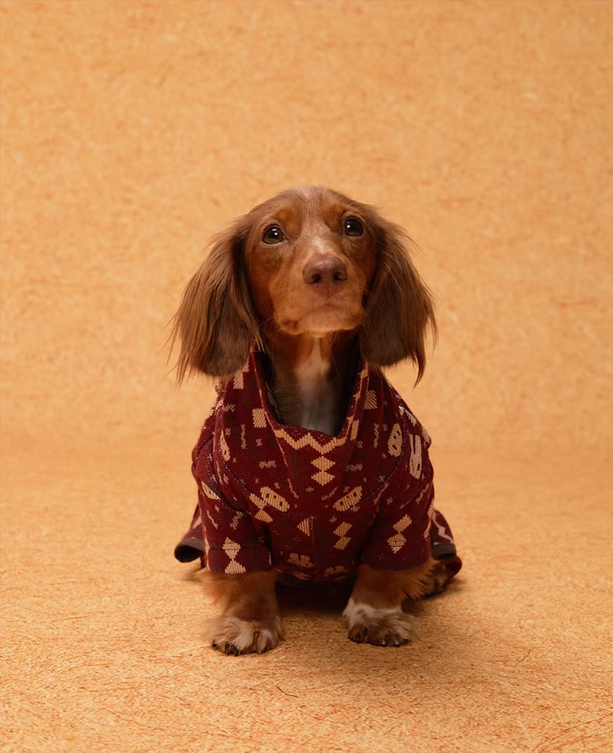 Front portrait of a dachshund wearing the Christmas Red romper