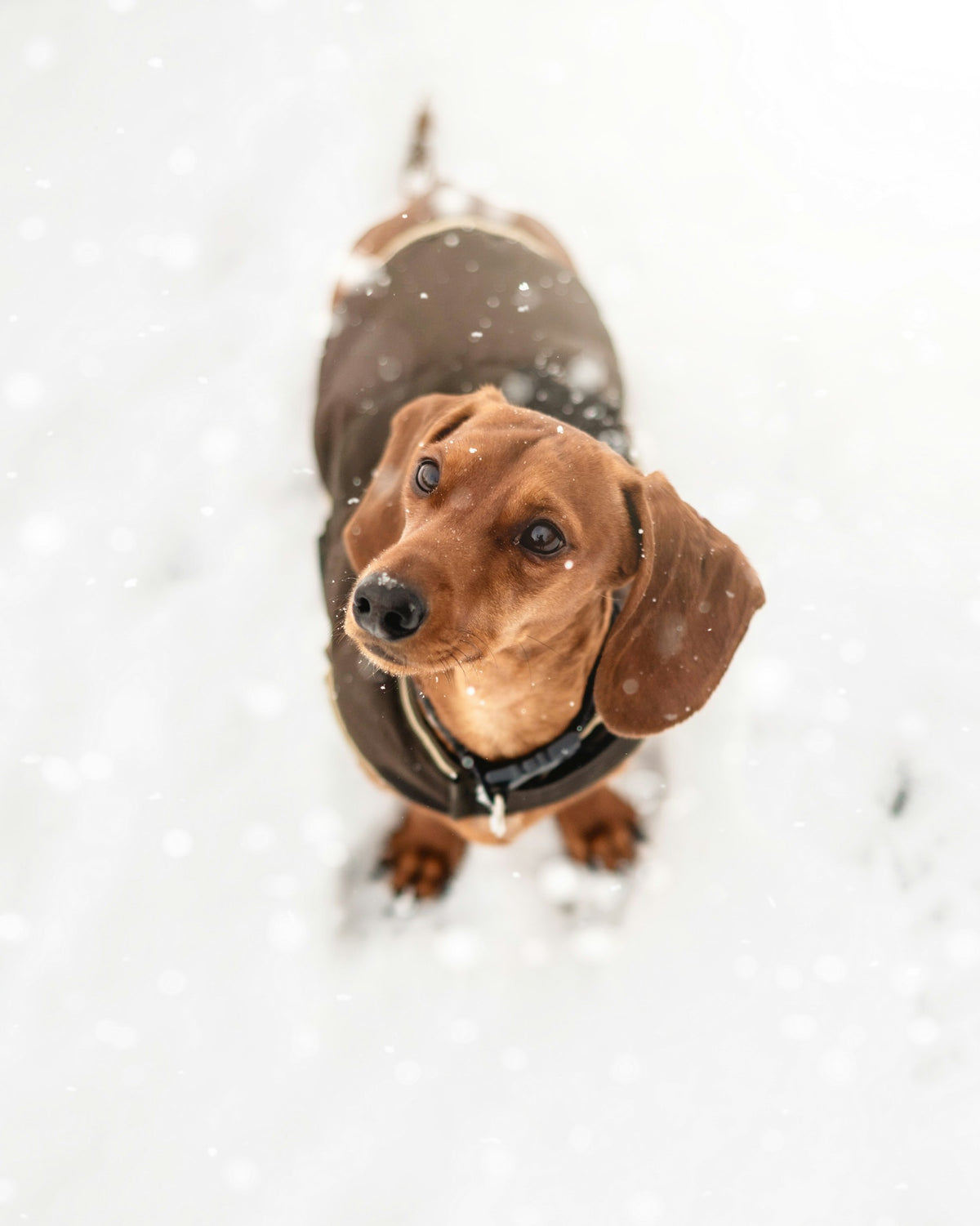 A red dachshund in a dark winter coat looking up as snow falls.