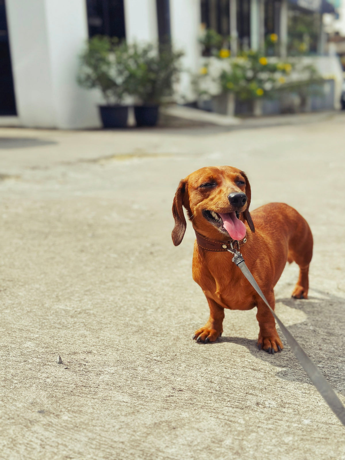 A red dachshund standing on sunny pavement with its tongue out.