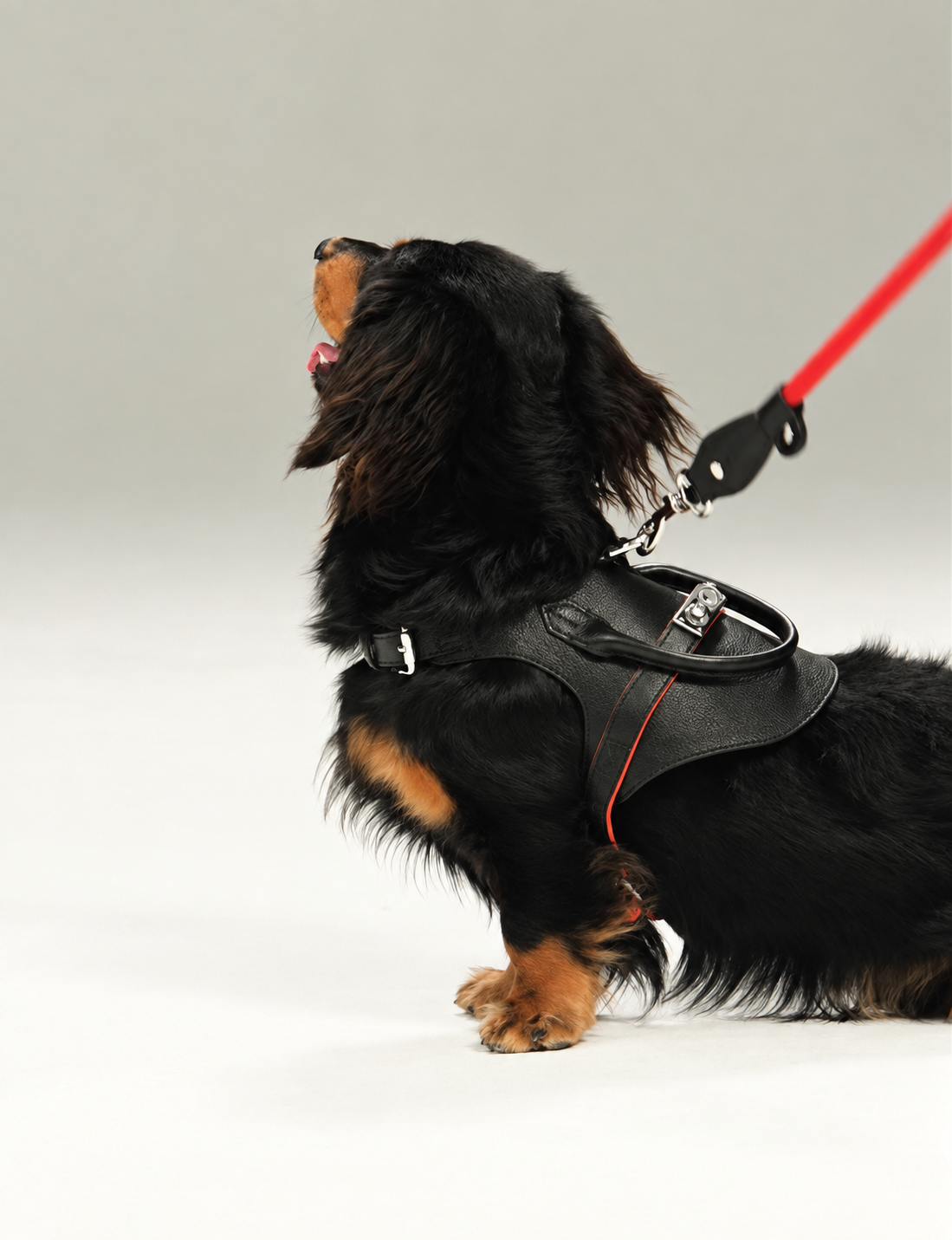 Long-haired dachshund wearing the black leather top-handle harness, looking upward