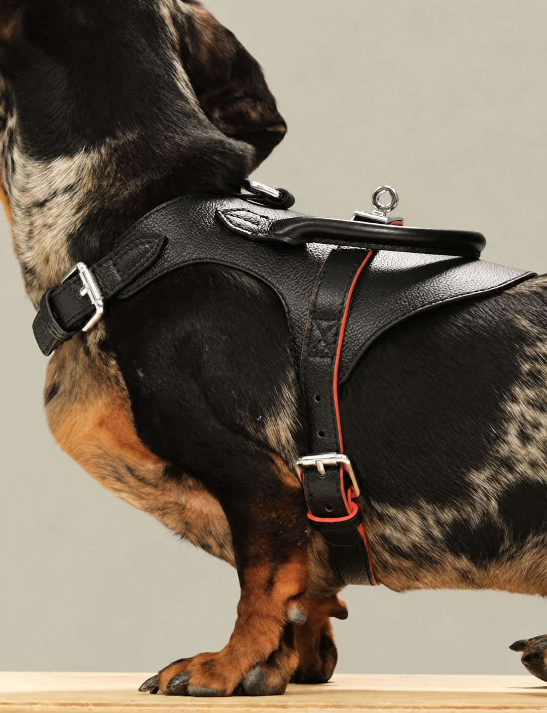 Dapple dachshund wearing the black leather top-handle harness, side detail