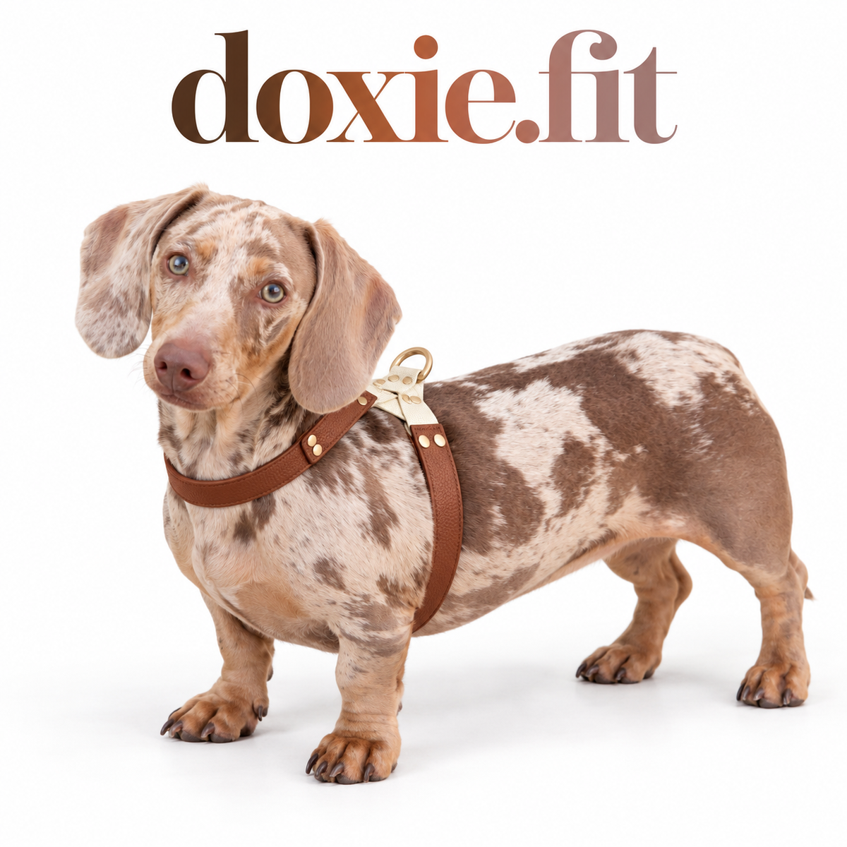 Heritage Two-Tone Harness on a dapple dachshund, white background with the gradient doxie.fit wordmark