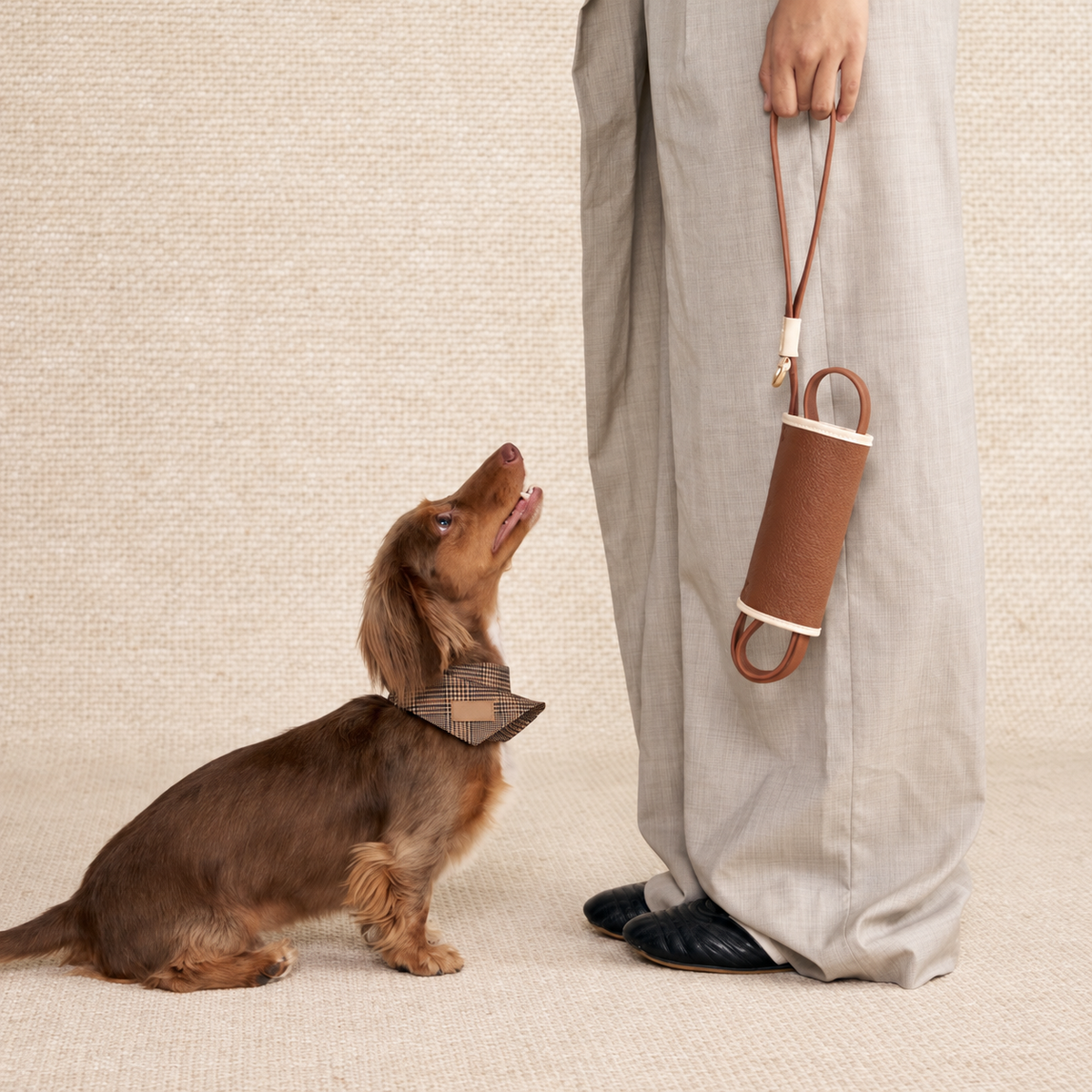 Long-haired dachshund beside an owner holding the compact folded matching leash