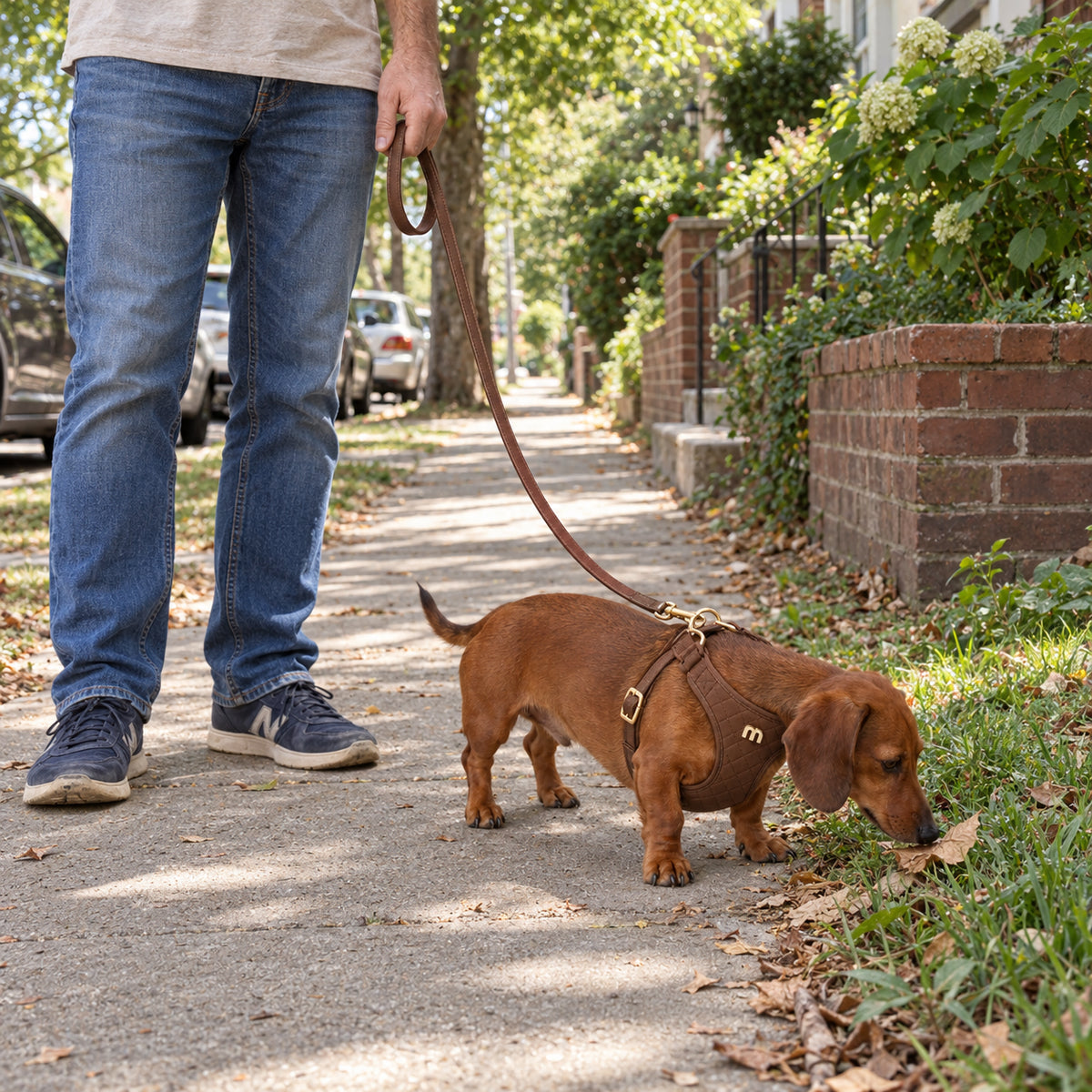 Red dachshund wearing the brown textured leather harness while sniffing grass during a neighborhood walk.