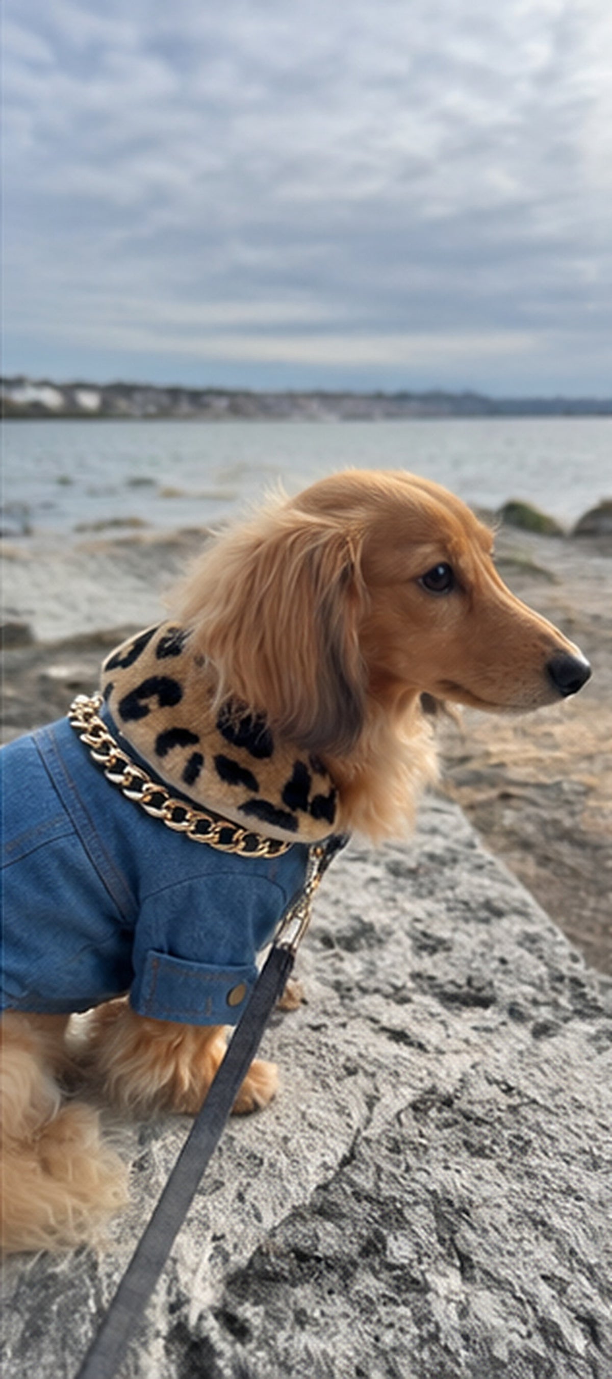 Dachshund by the water in the Leopard-Collar denim jacket