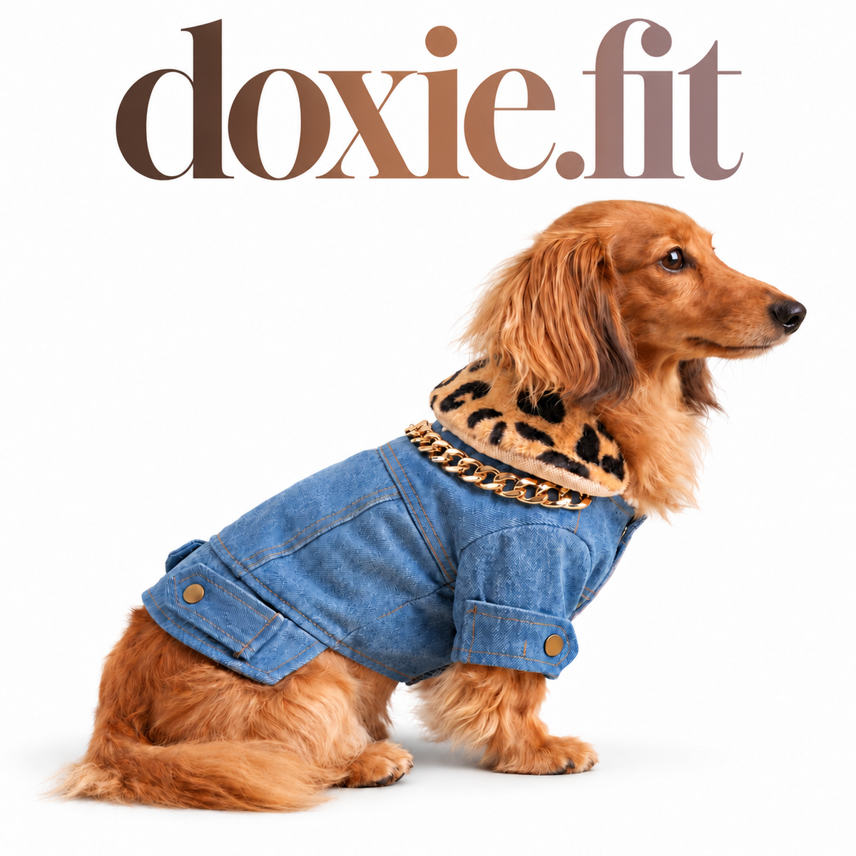 Leopard-Collar Denim Jacket on a dachshund, white studio background with centered gradient doxie.fit wordmark