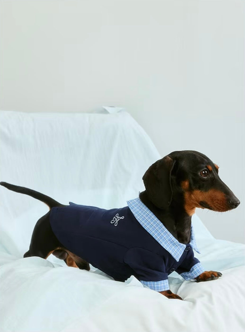 Black-and-tan dachshund in the navy polo, showing the gingham collar, cuffs and the embroidered emblem on the back
