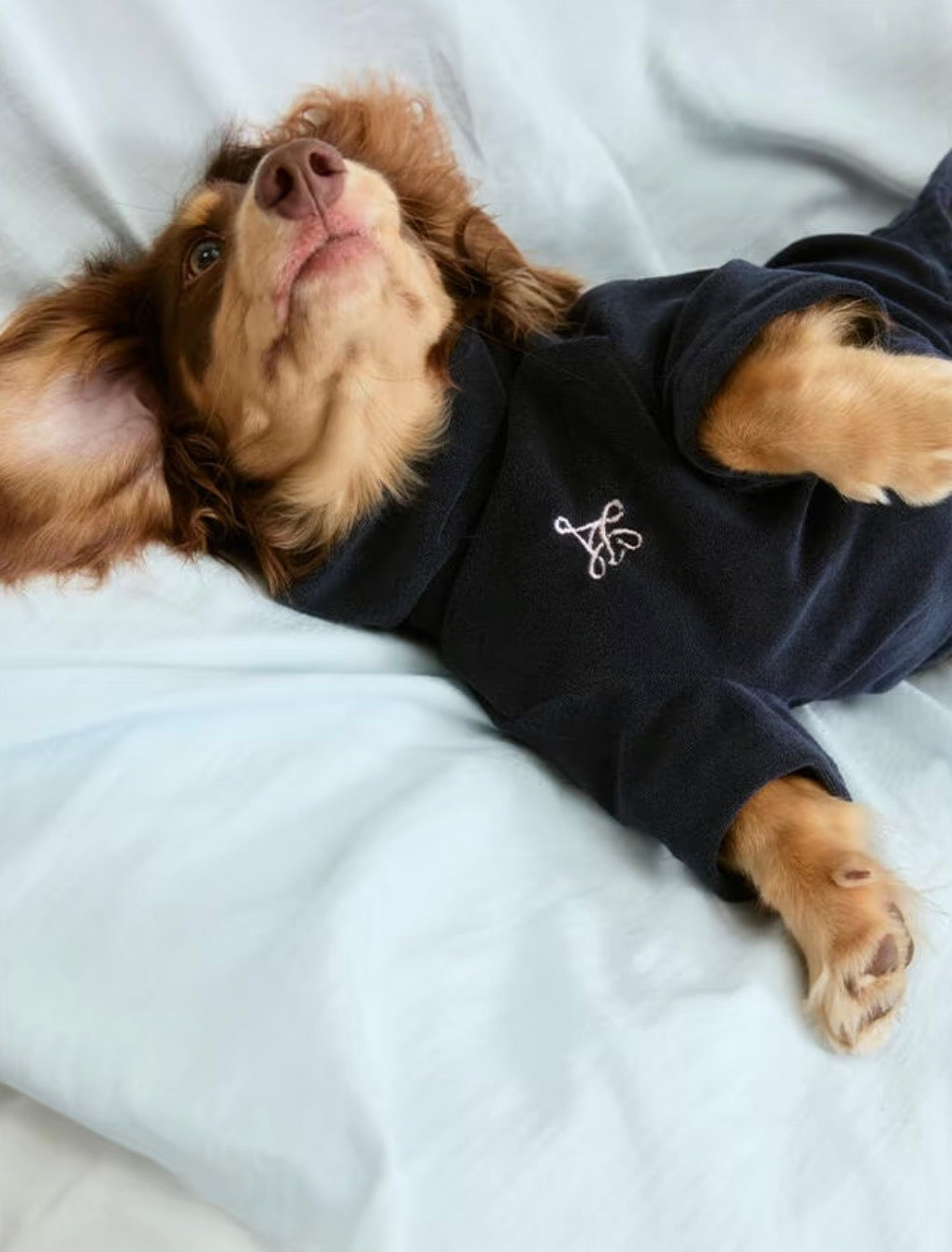 Dachshund lying on its back in the navy sweatshirt, showing the embroidered emblem