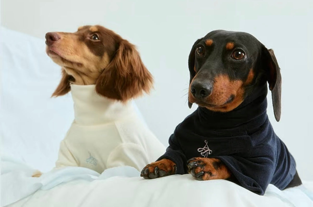 Two dachshunds on a bed, one in the cream sweatshirt and one in the navy