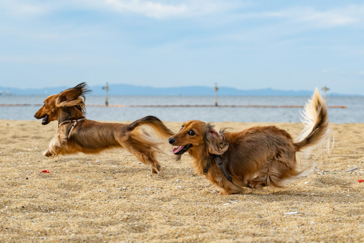 A long-haired dachshund on a field