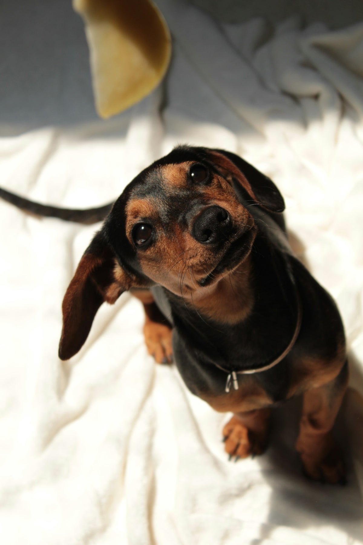 A black and tan dachshund resting on white linen