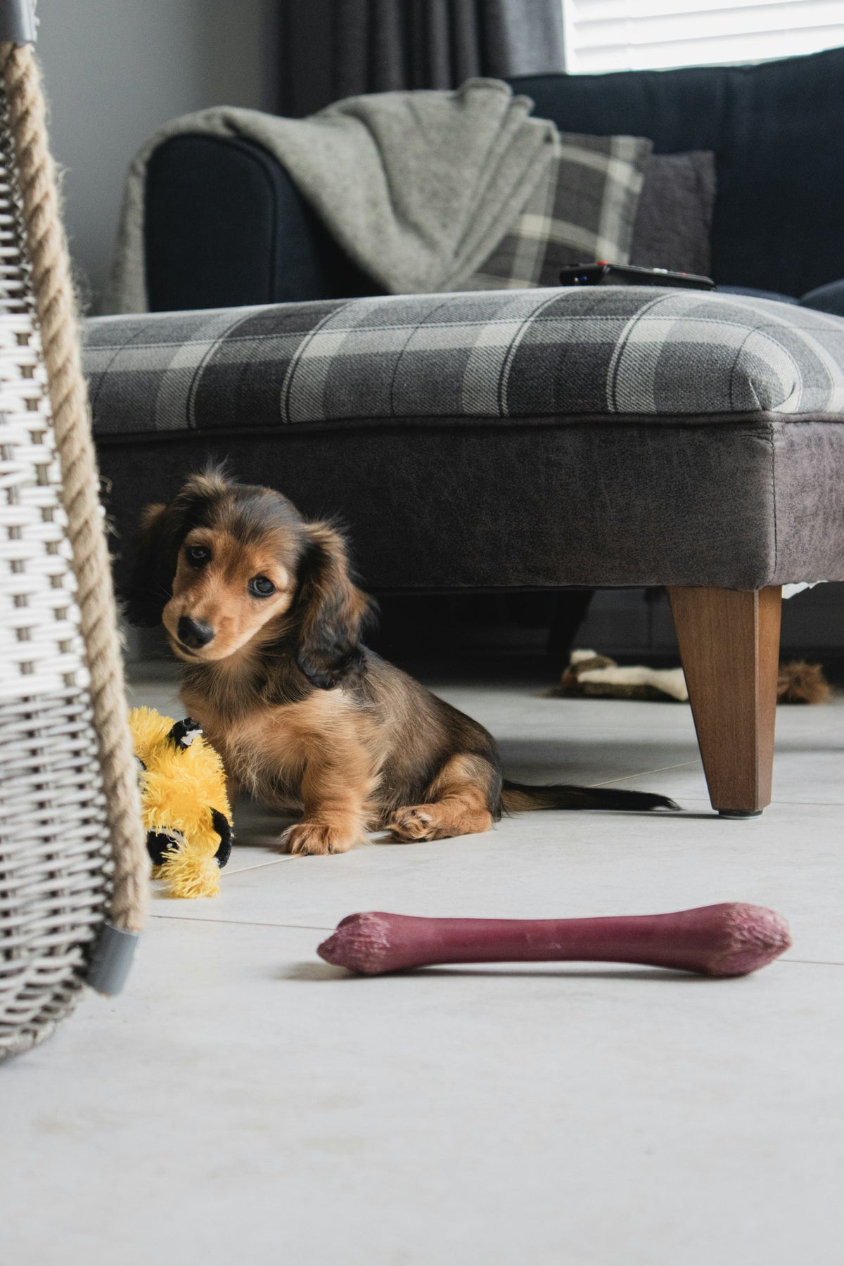 A long-haired dachshund on a wicker chair