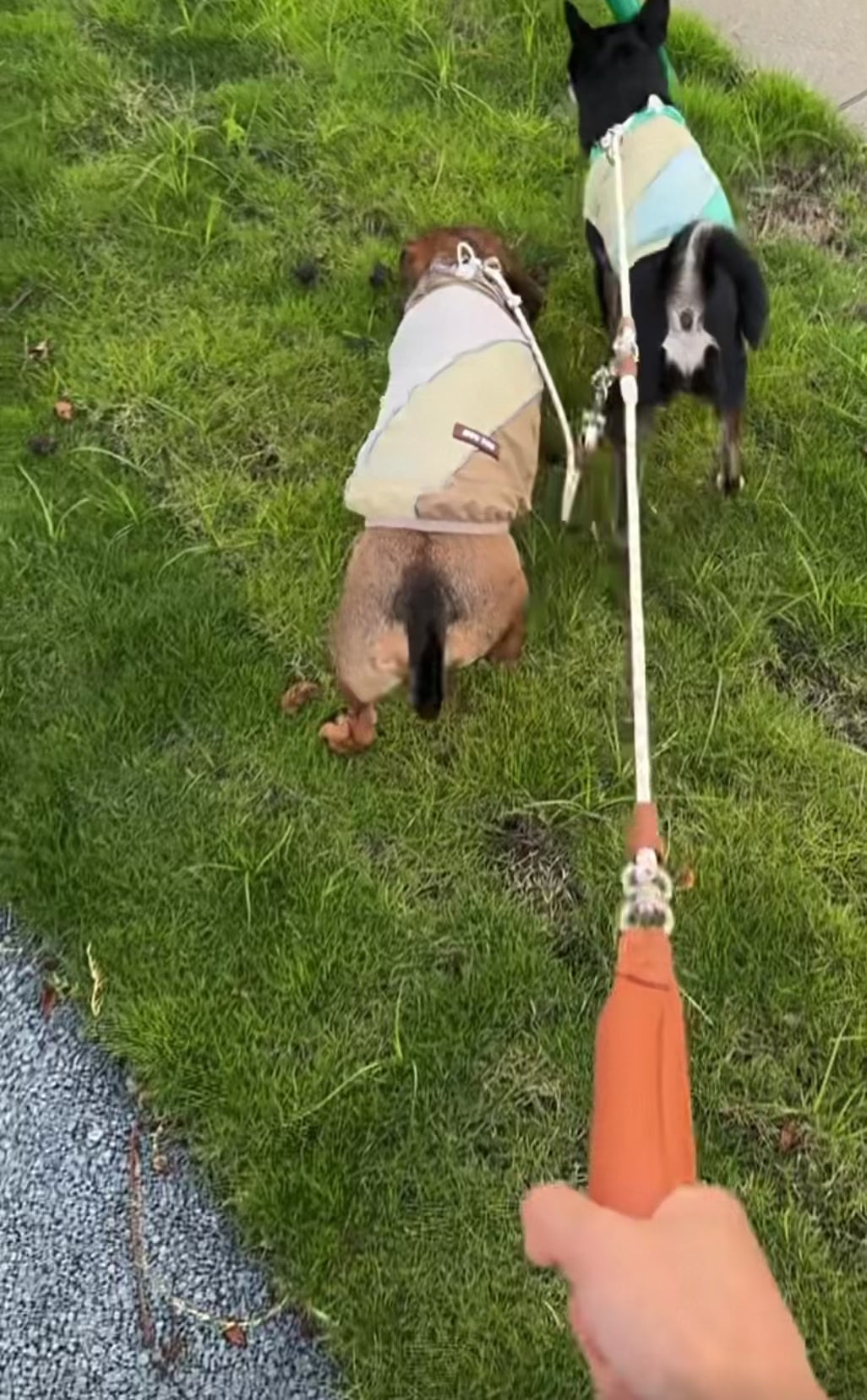 Two dogs using the convertible two-dog rope leash outdoors